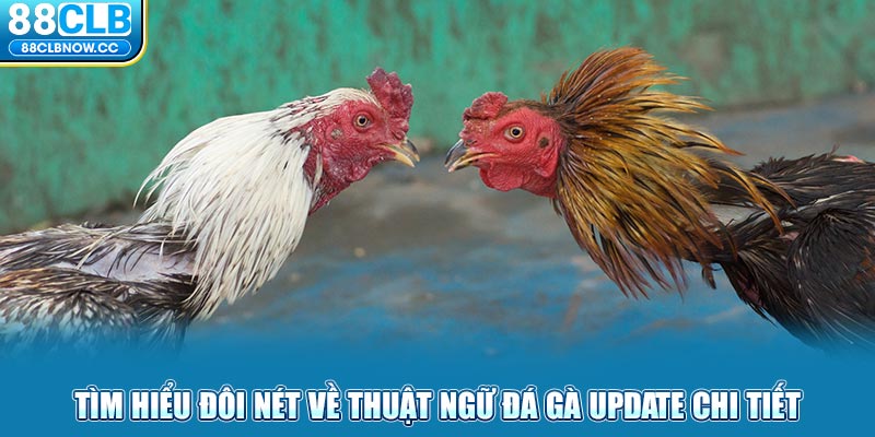 Tìm hiểu đôi nét về thuật ngữ đá gà update chi tiết