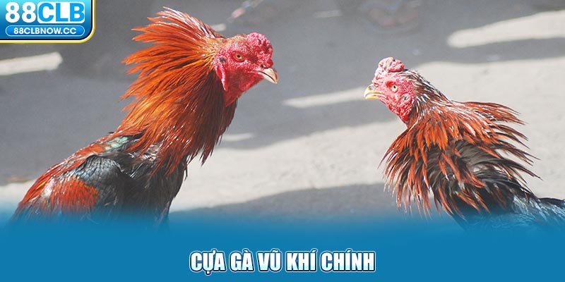 Cựa gà vũ khí chính