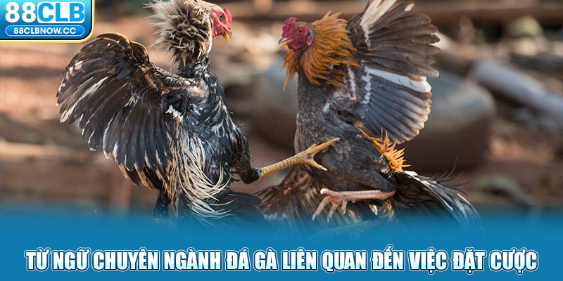 Từ ngữ chuyên ngành đá gà liên quan đến việc đặt cược