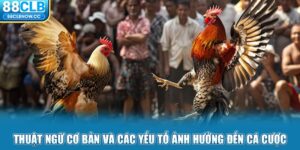 Thuật ngữ cơ bản và các yếu tố ảnh hưởng đến cá cược