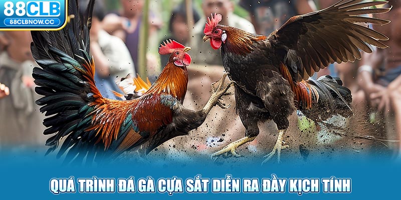 Quá trình đá gà cựa sắt diễn ra đầy kịch tính