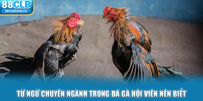 Từ ngữ chuyên ngành trong đá gà hội viên nên biết