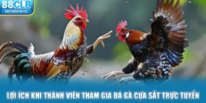 Lợi ích khi thành viên tham gia đá gà cựa sắt trực tuyến